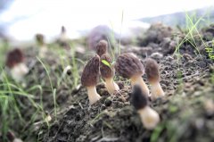 中安察看 古树新枝一个皖西小村的“出山梦”